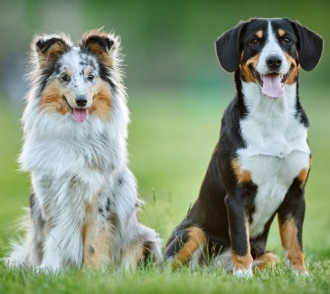 Pet Friendly Laughlin Hotel
